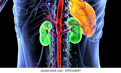 Human Kidney Anatomy The Renal Cortex, Renal Medulla, Renal Pelvis Are The Three Main Internal Regions Found In A Kidney. Ureters Nephrons, Of Tiny Tubules,blood Vessels In The Renal Cortex.3D