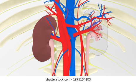 Human Kidney Anatomy The Renal Cortex, Renal Medulla, Renal Pelvis Are The Three Main Internal Regions Found In A Kidney. Ureters Nephrons, Of Tiny Tubules,blood Vessels In The Renal Cortex.3D