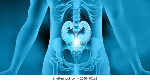 Human Kidney In Body. 3d Illustration		