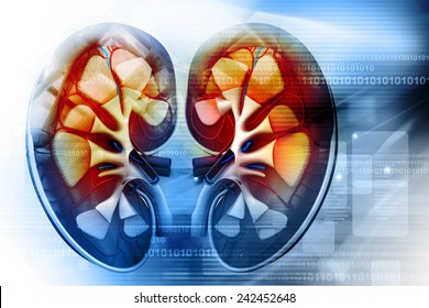 Human Kidney Cross Section