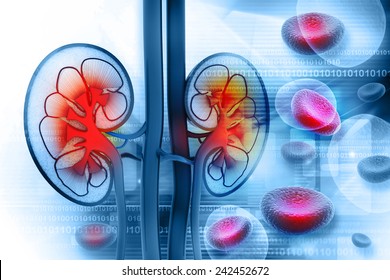  Human kidney cross section