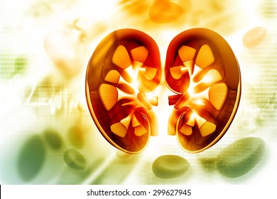 Human Kidney Cross Section