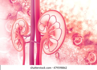 Human Kidney Cross Section