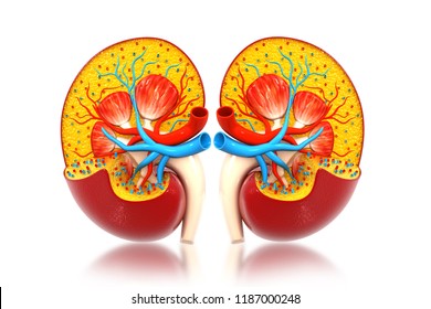 Human Kidney Cross Section. 3d Illustration