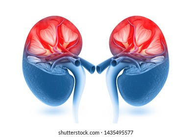 Human Kidney Cross Section 3d Illustration Stock Illustration ...