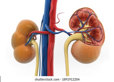 17,061 Kidney 3d Images, Stock Photos & Vectors | Shutterstock