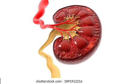 Human Kidney Cross Section. 3d Render