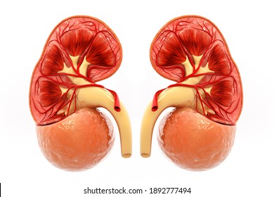 Human Kidney Cross Section. 3d Render