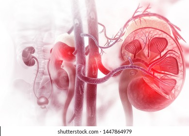 Human Kidney Cross Section On Scientific Background. 3d Illustration