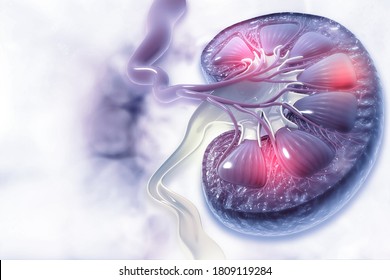 Human Kidney Cross Section On Scientific Background. 3d Illustration