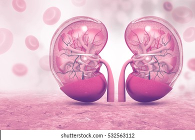 Human Kidney Cross Section On Scientific Background. 3d Illustration