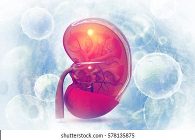 Human kidney cross section on scientific background. 3d illustration