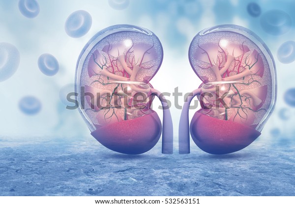 Human kidney cross section on scientific\
background. 3d\
illustration