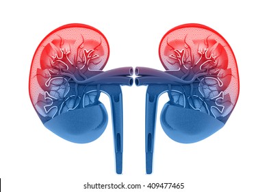 Human Kidney Cross Section.3d Render