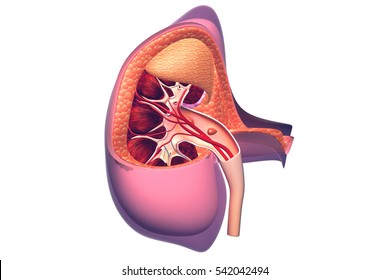 Human Kidney Cross Section.3d Render