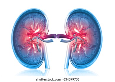 Human Kidney Cross Section.3d Render