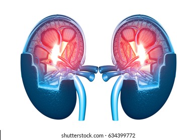Human kidney cross section.3d render