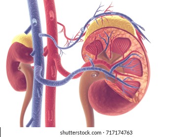 Human Kidney Cross Section.3d Render