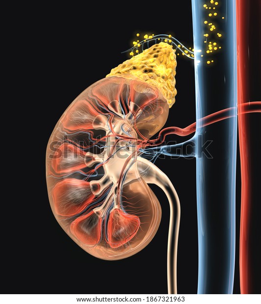 Human kidney\
with highlighted adrenal gland and hormones floating in blood\
vessels, medically 3D\
illustration
