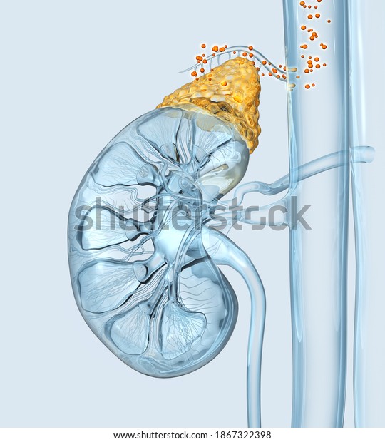 Human kidney\
with highlighted adrenal gland and hormones floating in blood\
vessels, medically 3D\
illustration