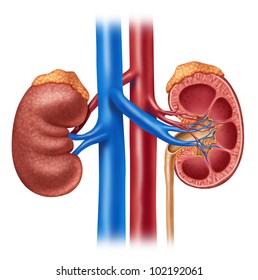 Human kidney medical diagram with a cross section of the inner organ with red and blue arteries and adrenal gland as a health care and medical illustration of the anatomy of the urinary system.