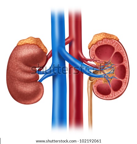 Human kidney medical diagram with a cross section of the inner organ with red and blue arteries and adrenal gland as a health care and medical illustration of the anatomy of the urinary system. Stock photo © 