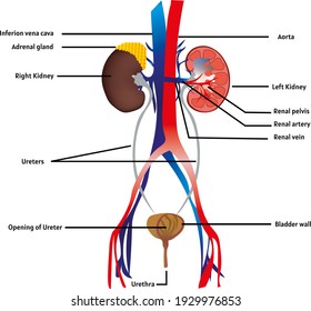 Human kidney medical diagram. Human Urinary System Diagram realistic illustration isolated on white background