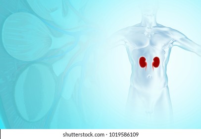 Human kidney on body x-ray 3d illustration