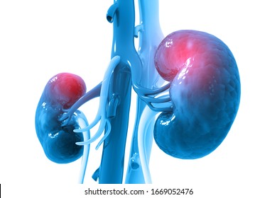 Human Kidney On Scientific Background. 3d Illustration