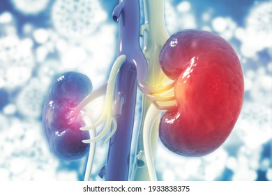 Human Kidney On Scientific Background. 3d Illustration