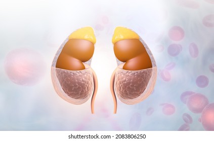 Human Kidney On Scientific Background. 3d Illustration	