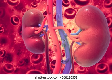 Human Kidney On Scientific Background. 3d Illustration