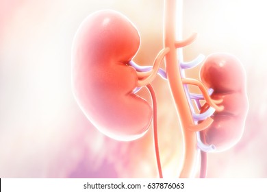 Human kidney on scientific background. 3d illustration