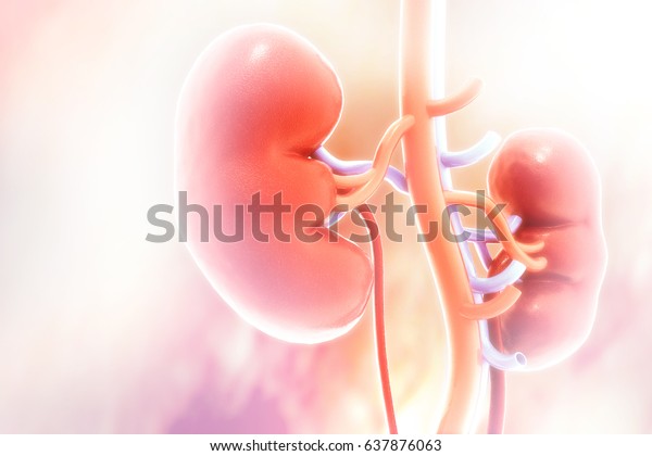 Human\
kidney on scientific background. 3d\
illustration