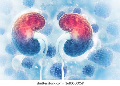 Human Kidney On Scientific Background.3d Illustration