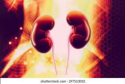 Human kidney structure