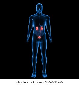 Human Kidneys Anatomy. 3D Rendering