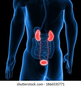 Human Kidneys Anatomy. 3D rendering
