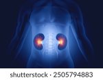 Human kidneys anatomy structure, kidney disease. 3d illustration