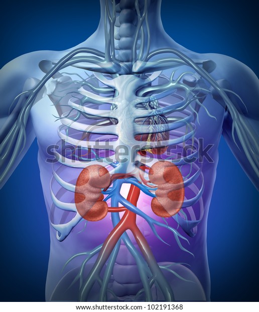 Human kidneys and circulation with a skeleton\
medical diagram on a black glowing background with red and blue\
arteries as a health care and medical illustration of the anatomy\
of the urinary\
system.