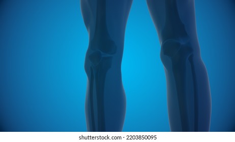 Human Knee Anatomy 3D Illustration