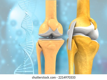 Human Knee Anatomy. 3d Illustration	