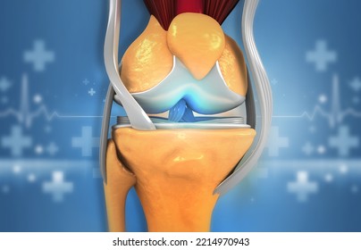 Human Knee Anatomy. 3d Illustration		