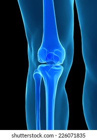 Human Knee Anatomy Femur Tibia Fibula Stock Illustration 226071835 ...