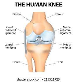 Human Knee joint anatomy