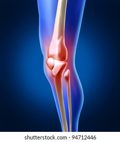 Human Knee Pain With The Anatomy Of A Skeleton Leg As An Inflammation Of The Painful Joint Needing Orthopedic Surgery Or Physical Therapy As A Health Care And Medicine Sports Injury Concept.