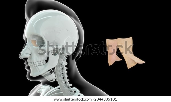 Human Lacrimal Bone Anatomy 3d Illustration Stock Illustration 2044305101 Shutterstock 1110