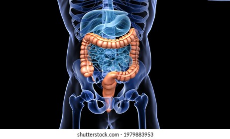 Human Large Intestine Anatomy 3d Illustration