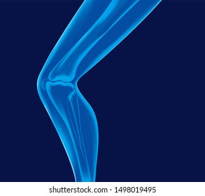 Human Leg Bones Vector Xray