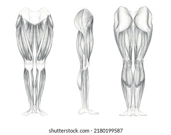 Human Leg Muscles Anatomical Sketch Artists Stock Illustration ...